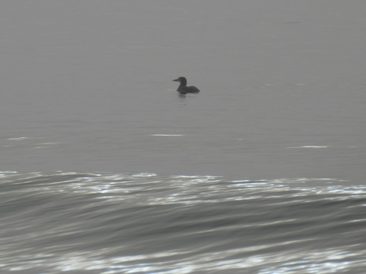 Common Loon - ML647799170