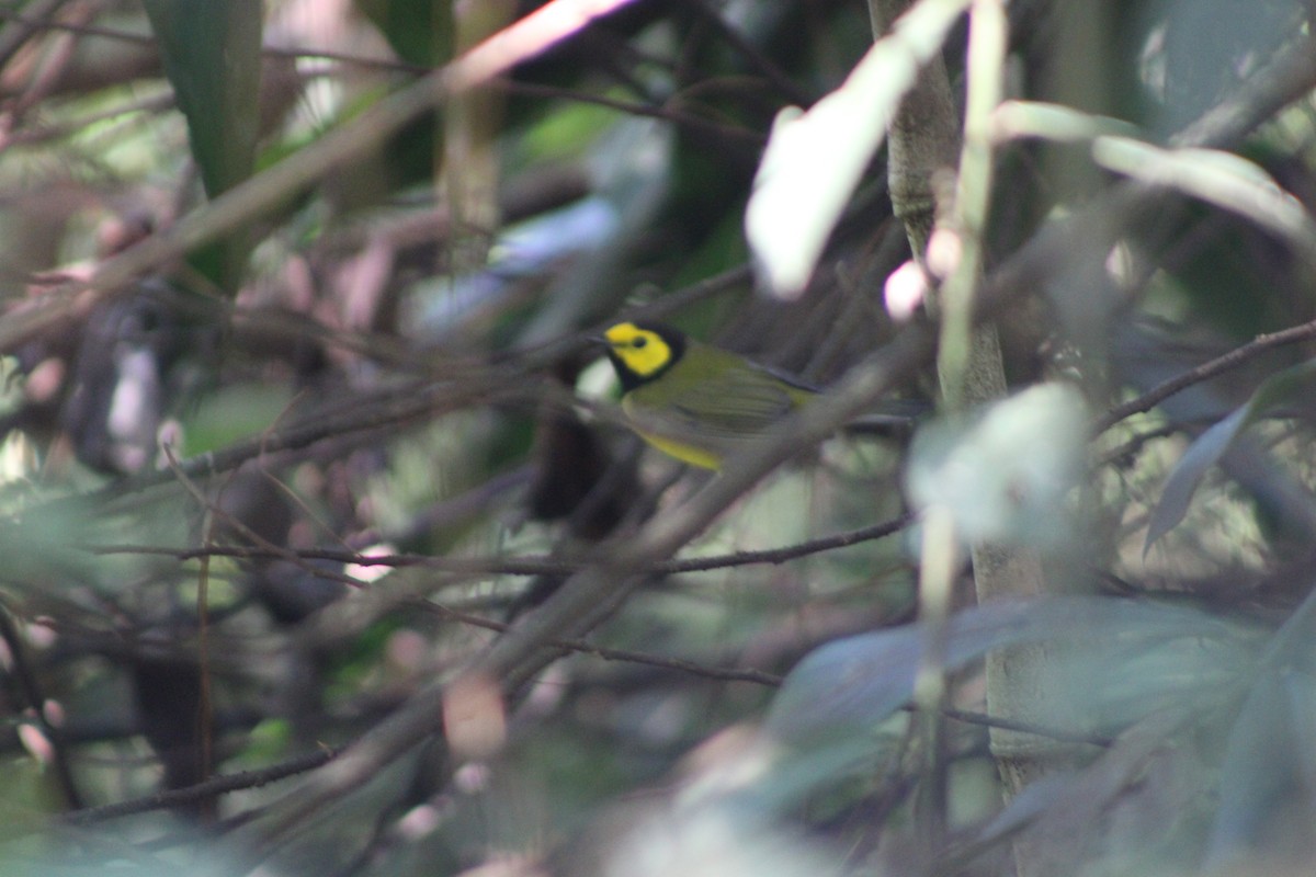 クロズキンアメリカムシクイ - ML647799187