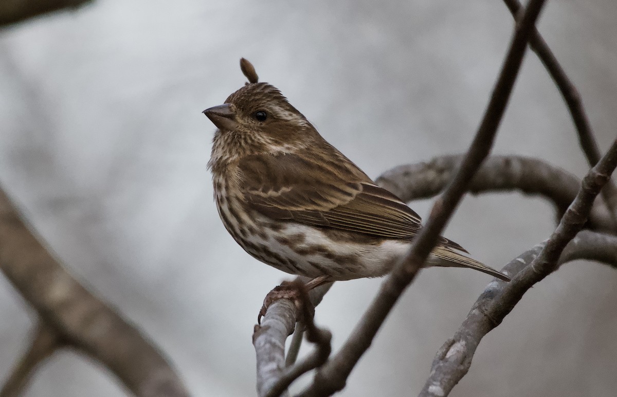 Purple Finch - ML647799197