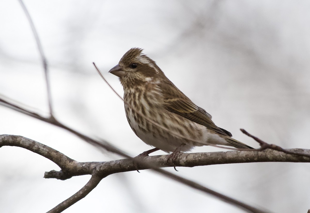 Purple Finch - ML647799200