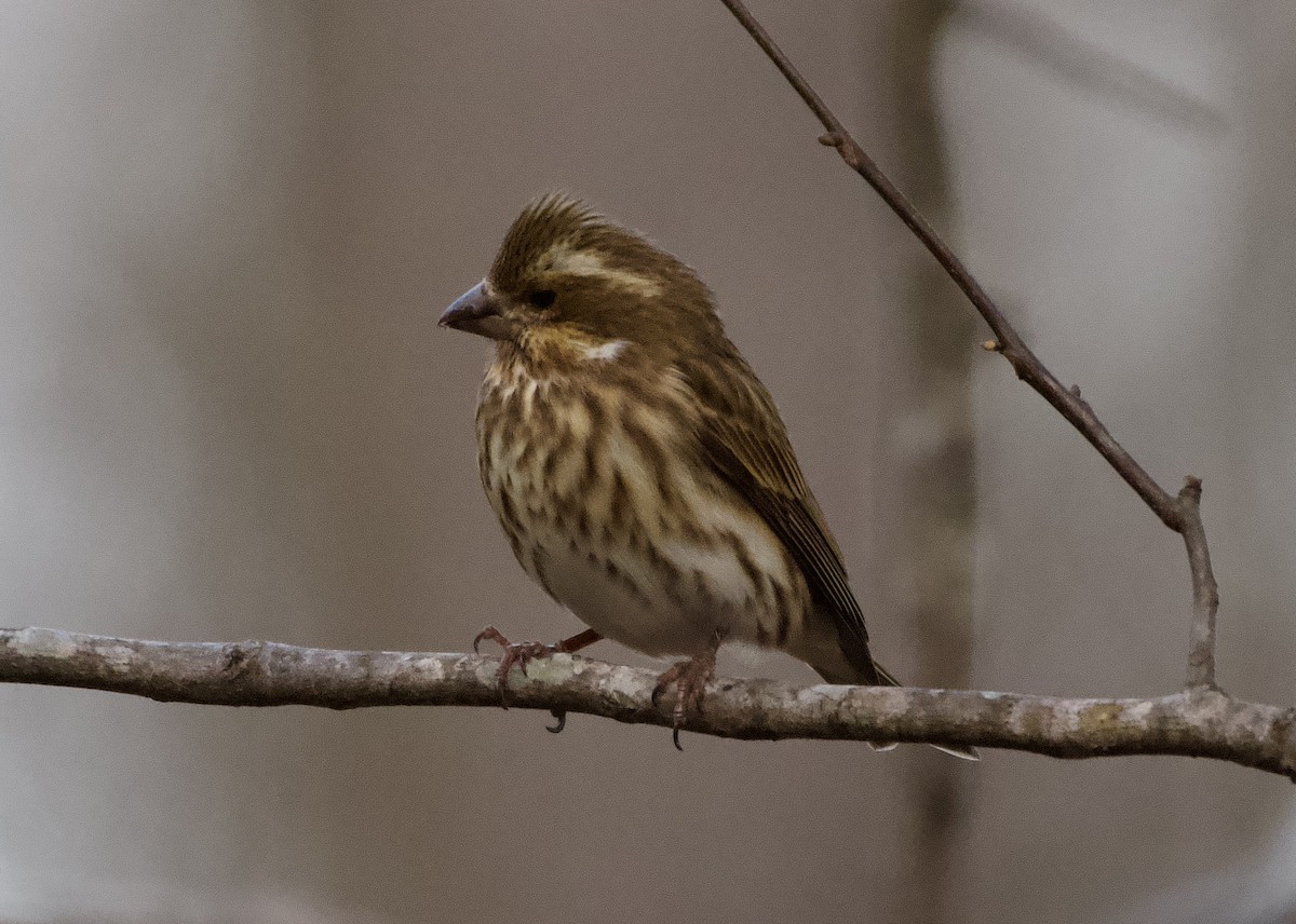 Purple Finch - ML647799206