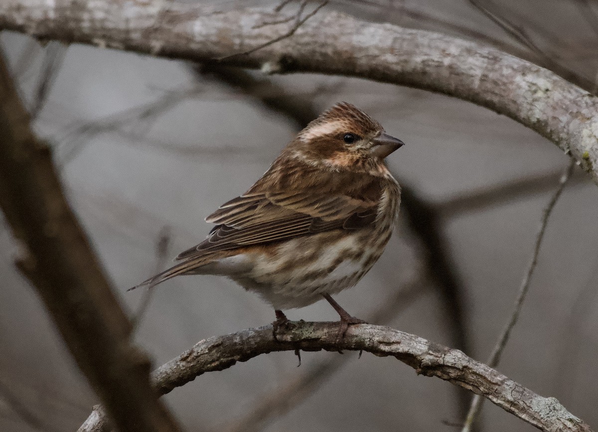 Purple Finch - ML647799214