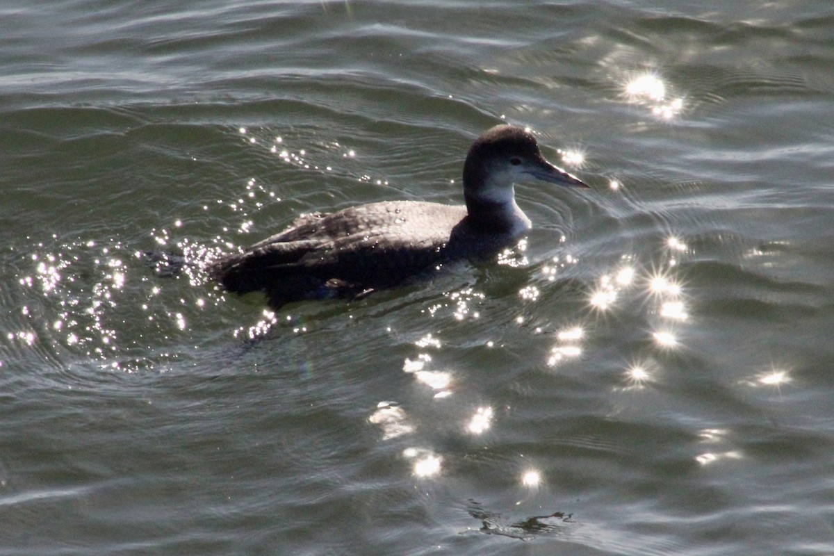 Common Loon - ML647799232