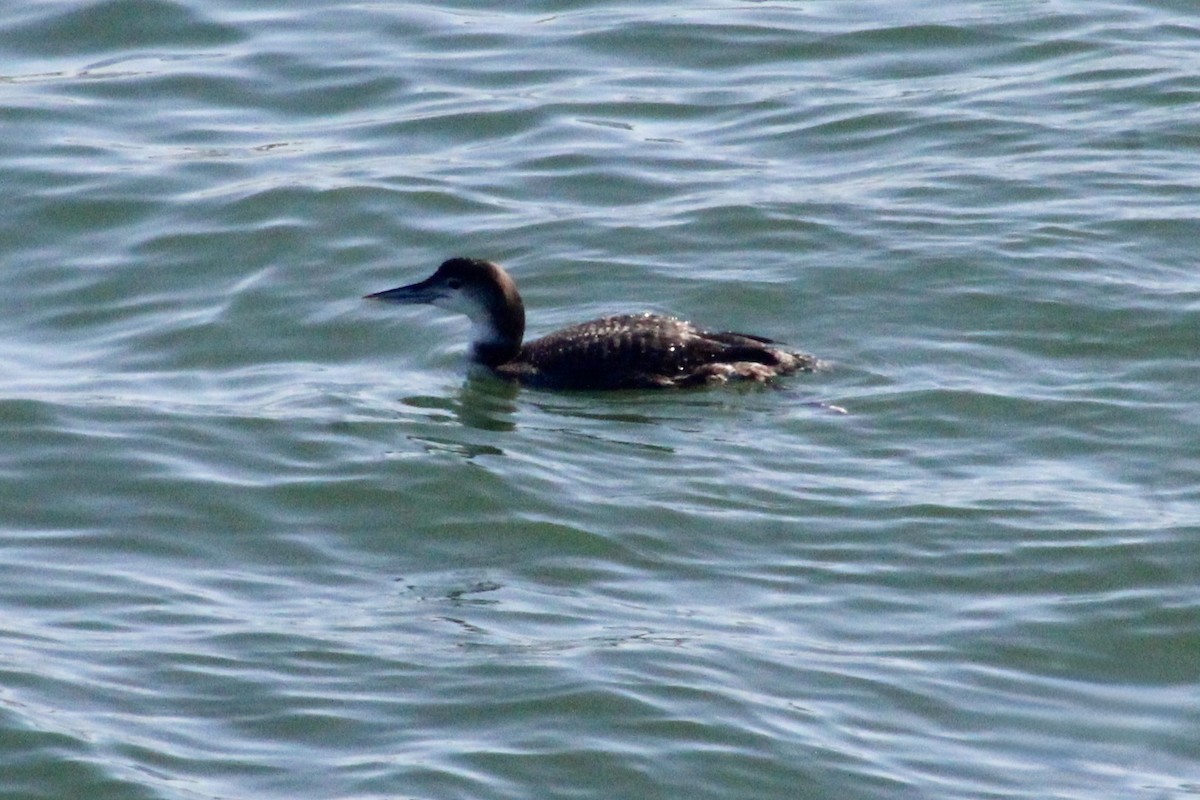 Common Loon - ML647799246
