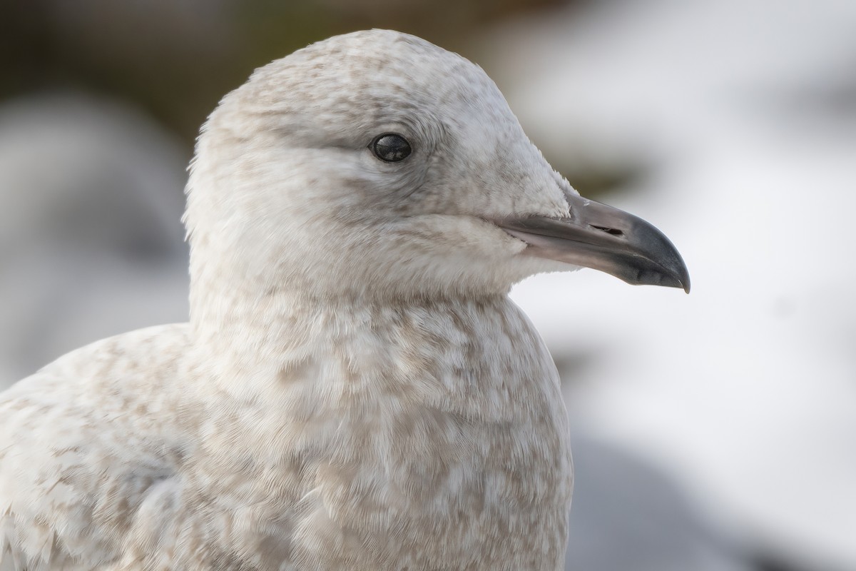 アイスランドカモメ（亜種 クムリーンカモメ） - ML647799262