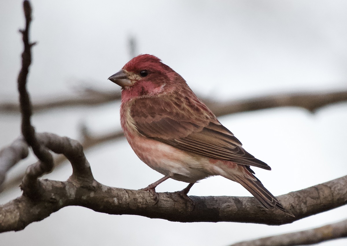 Purple Finch - ML647799274