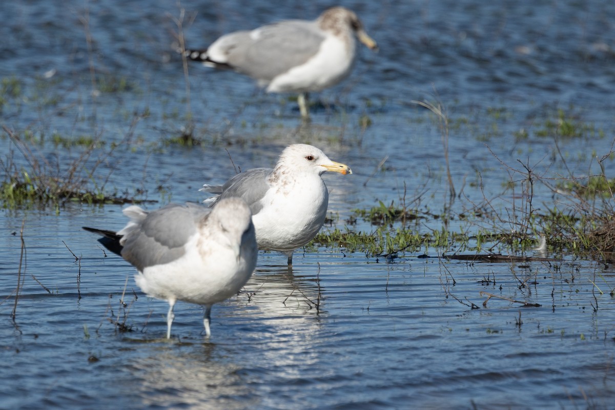 California Gull - ML647799276