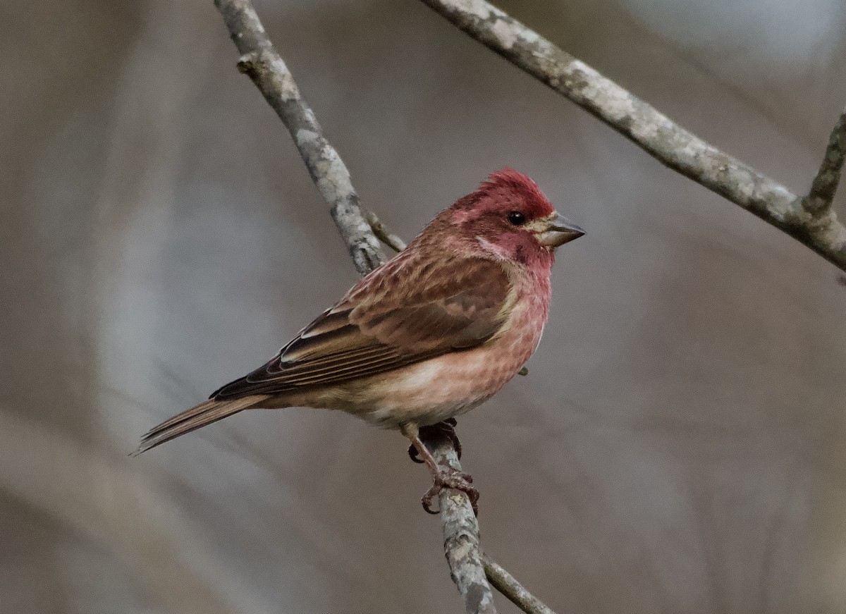 Purple Finch - ML647799282