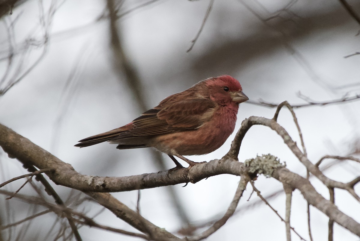 Purple Finch - ML647799290