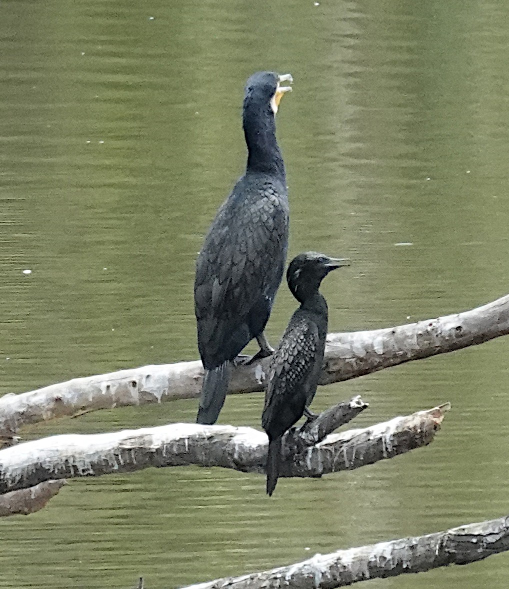 kormorán velký (ssp. novaehollandiae) - ML647799291