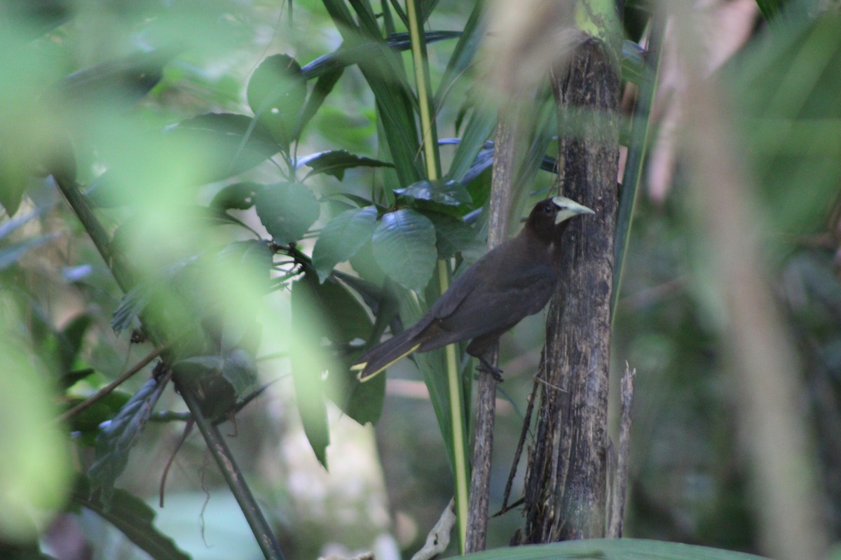 Chestnut-headed Oropendola - ML647799302