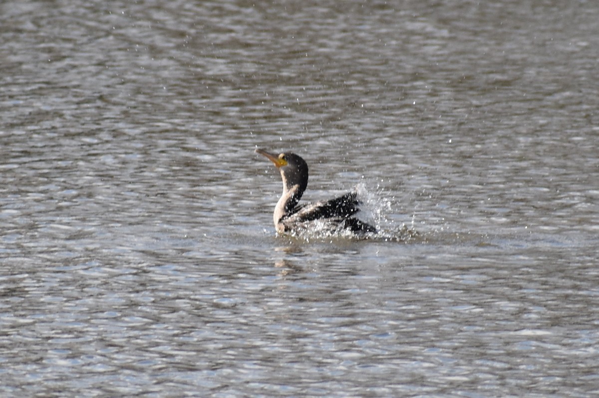 Double-crested Cormorant - ML647799303