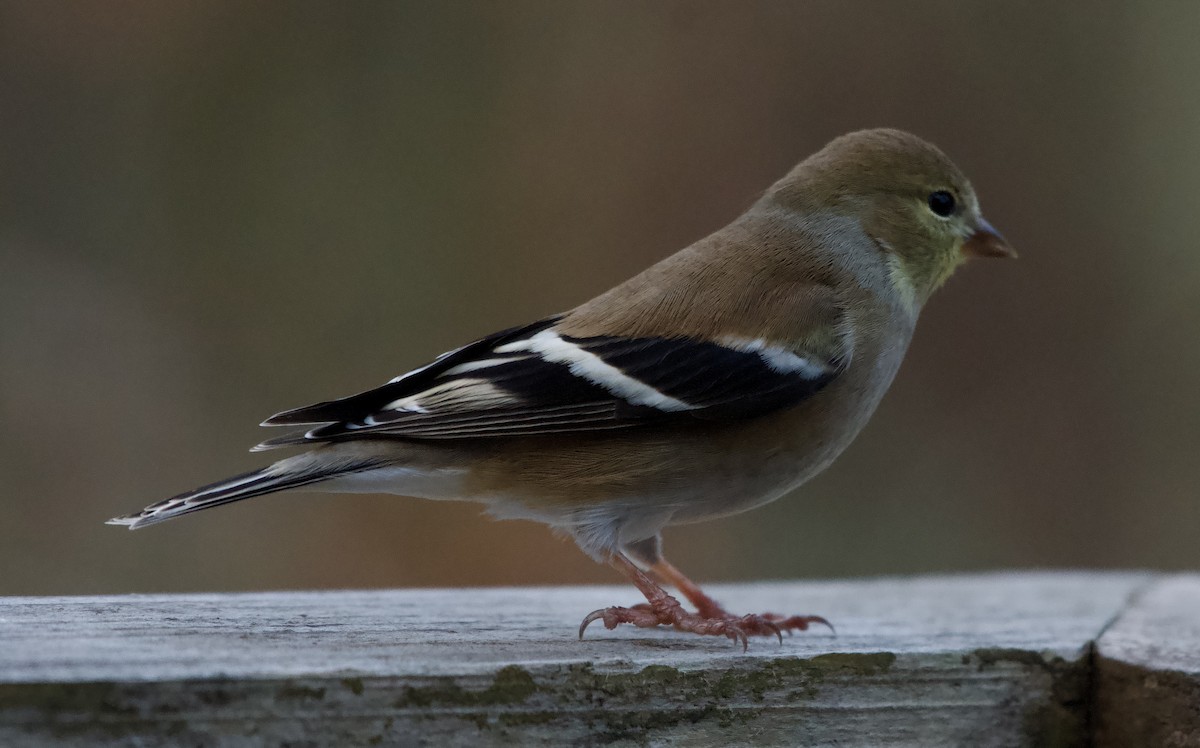 American Goldfinch - ML647799304