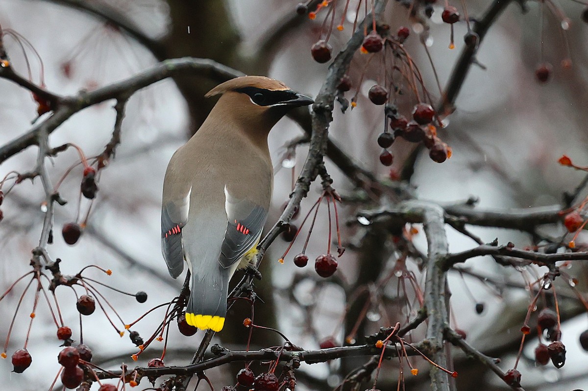 Cedar Waxwing - ML647799309