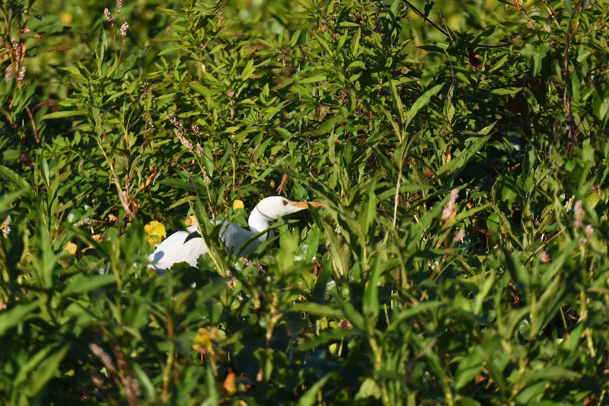 Western Cattle-Egret - ML647799310