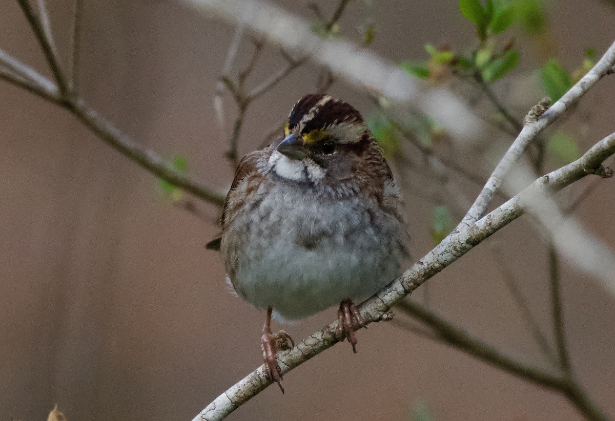 White-throated Sparrow - ML647799313