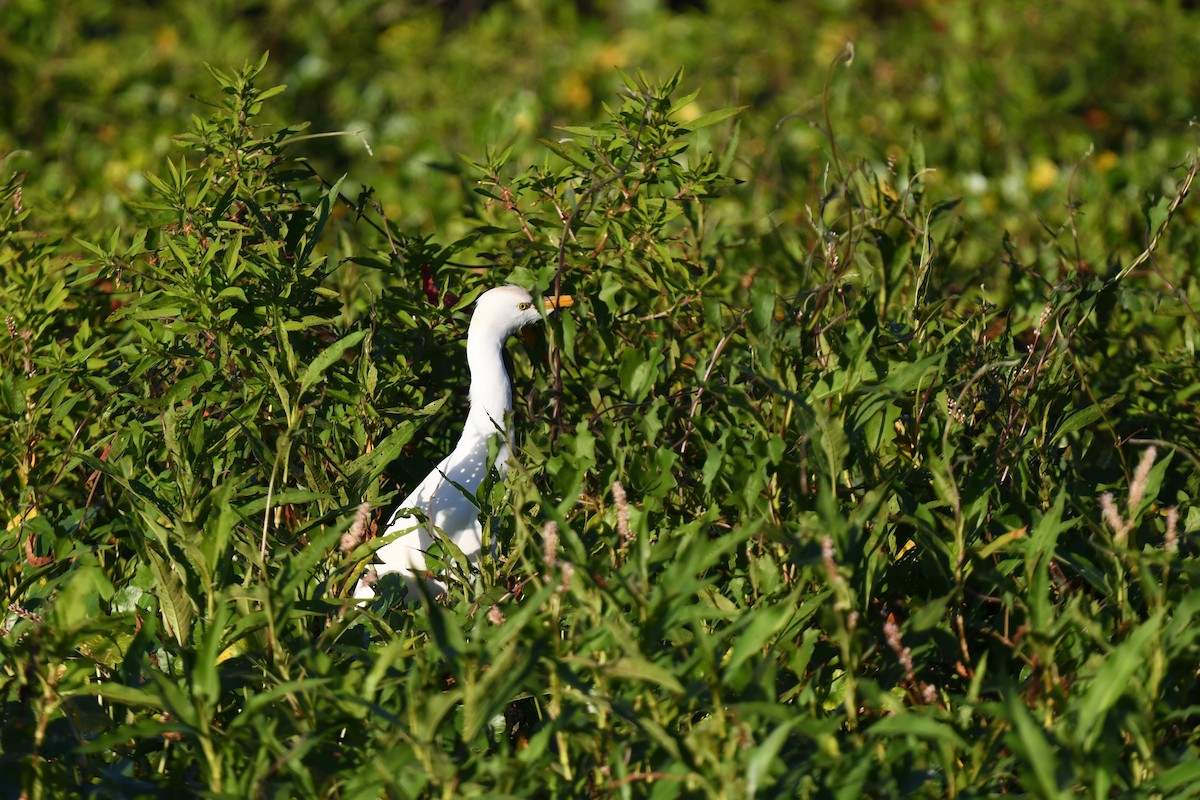 Western Cattle-Egret - ML647799314
