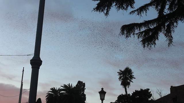 European Starling - ML647799316