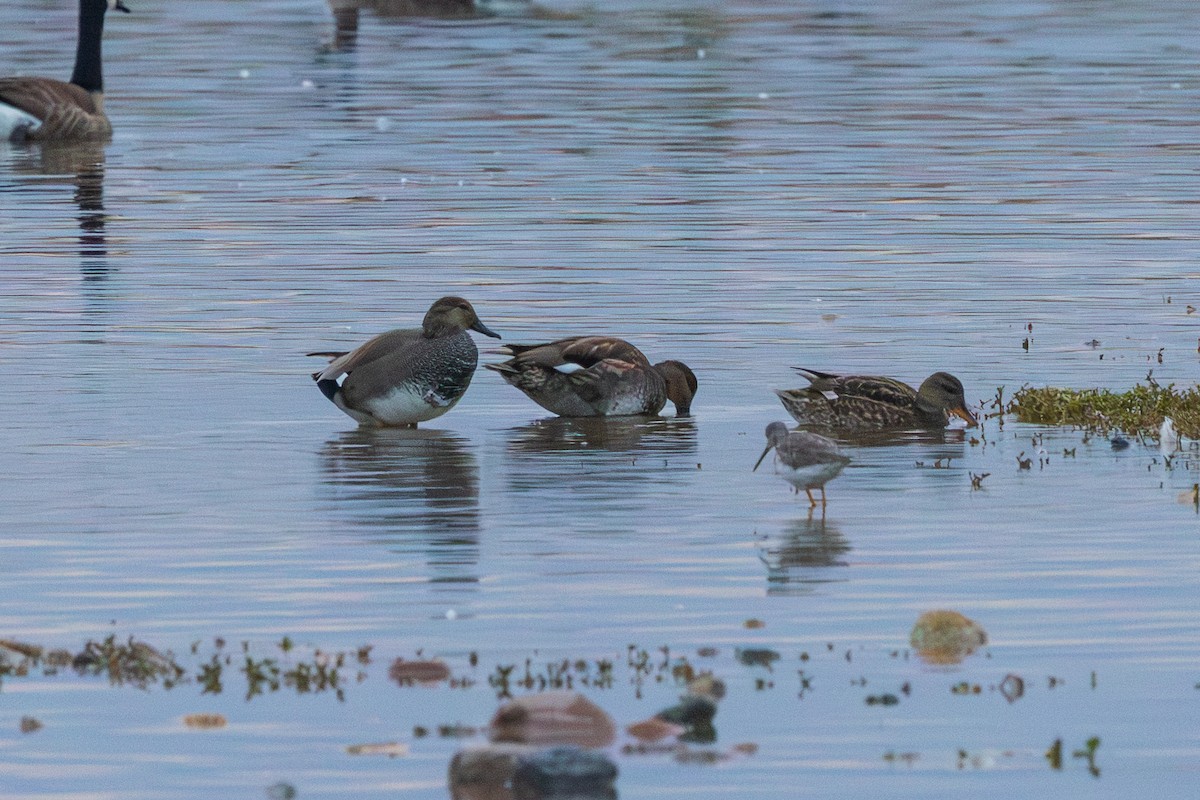 Gadwall - ML647799317