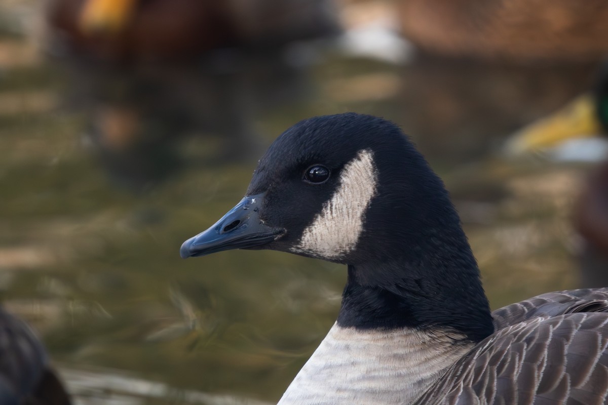 Canada Goose - ML647799318