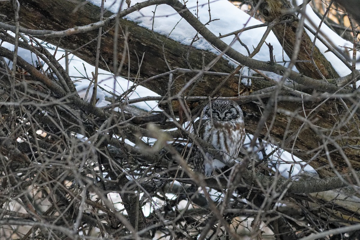 Boreal Owl - ML647799319