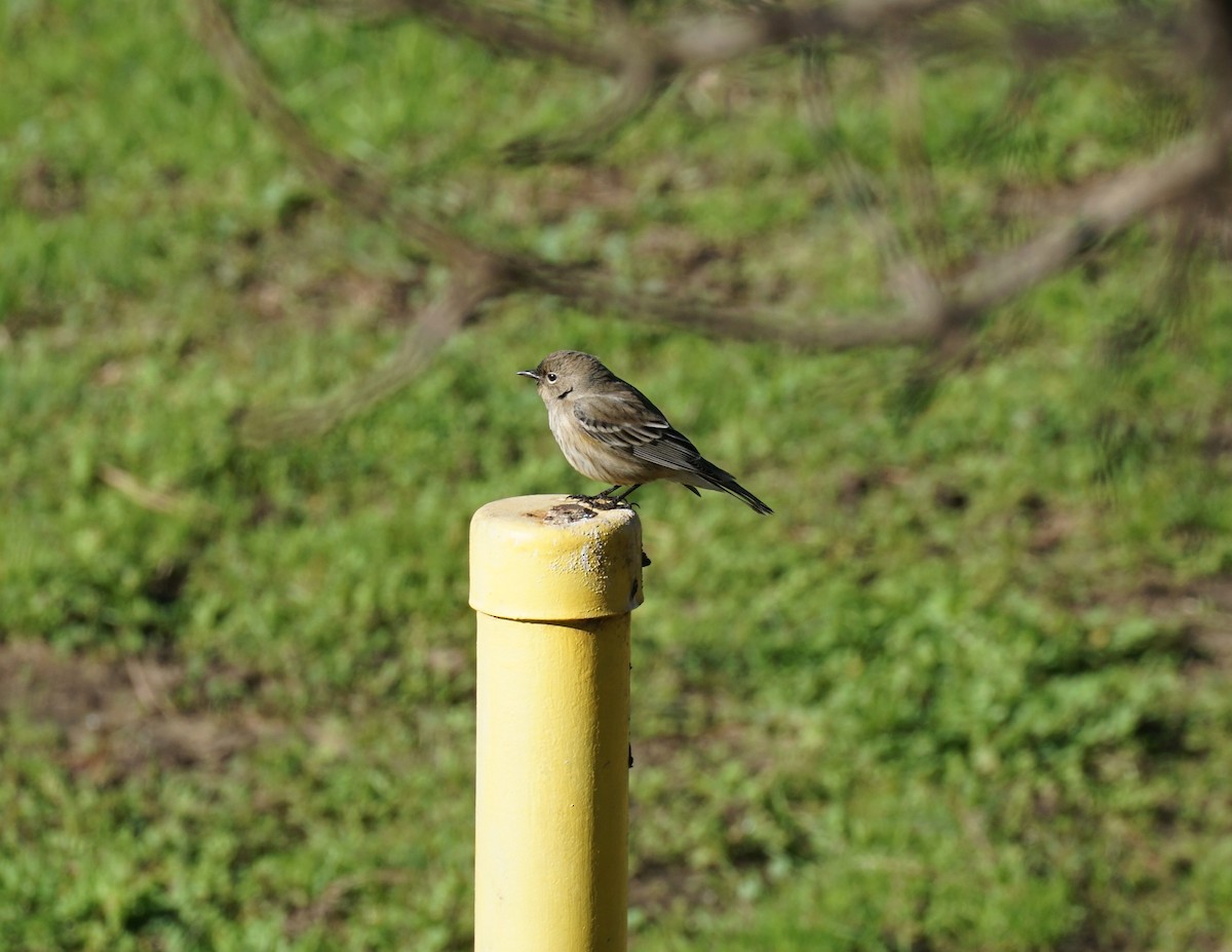 Yellow-rumped Warbler - ML647799321