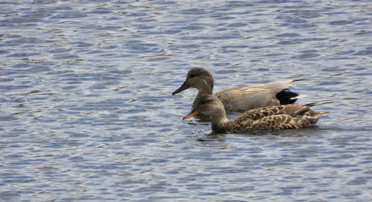 Gadwall - ML647799325
