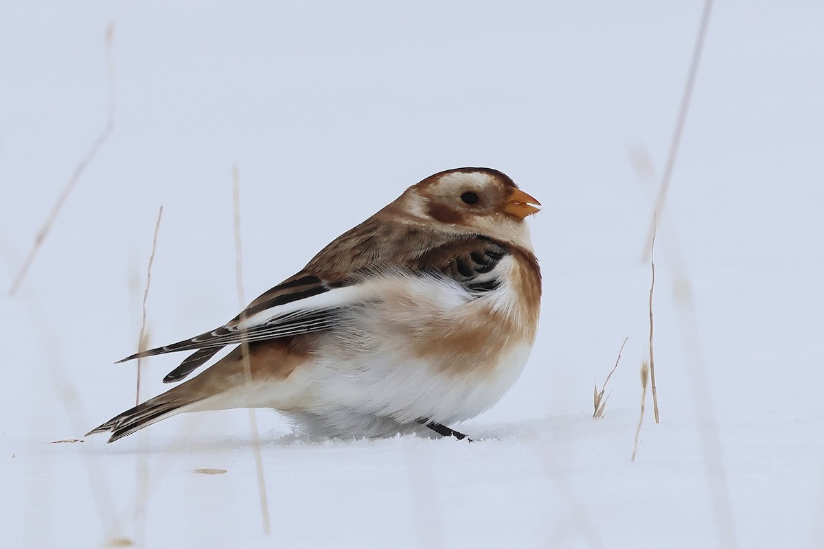 Snow Bunting - ML647799326