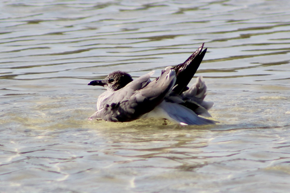 Ring-billed Gull - ML647799327