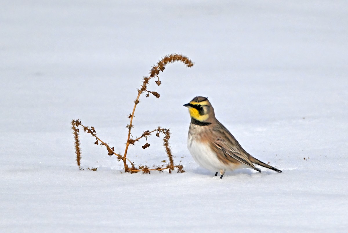 Horned Lark - ML647799332