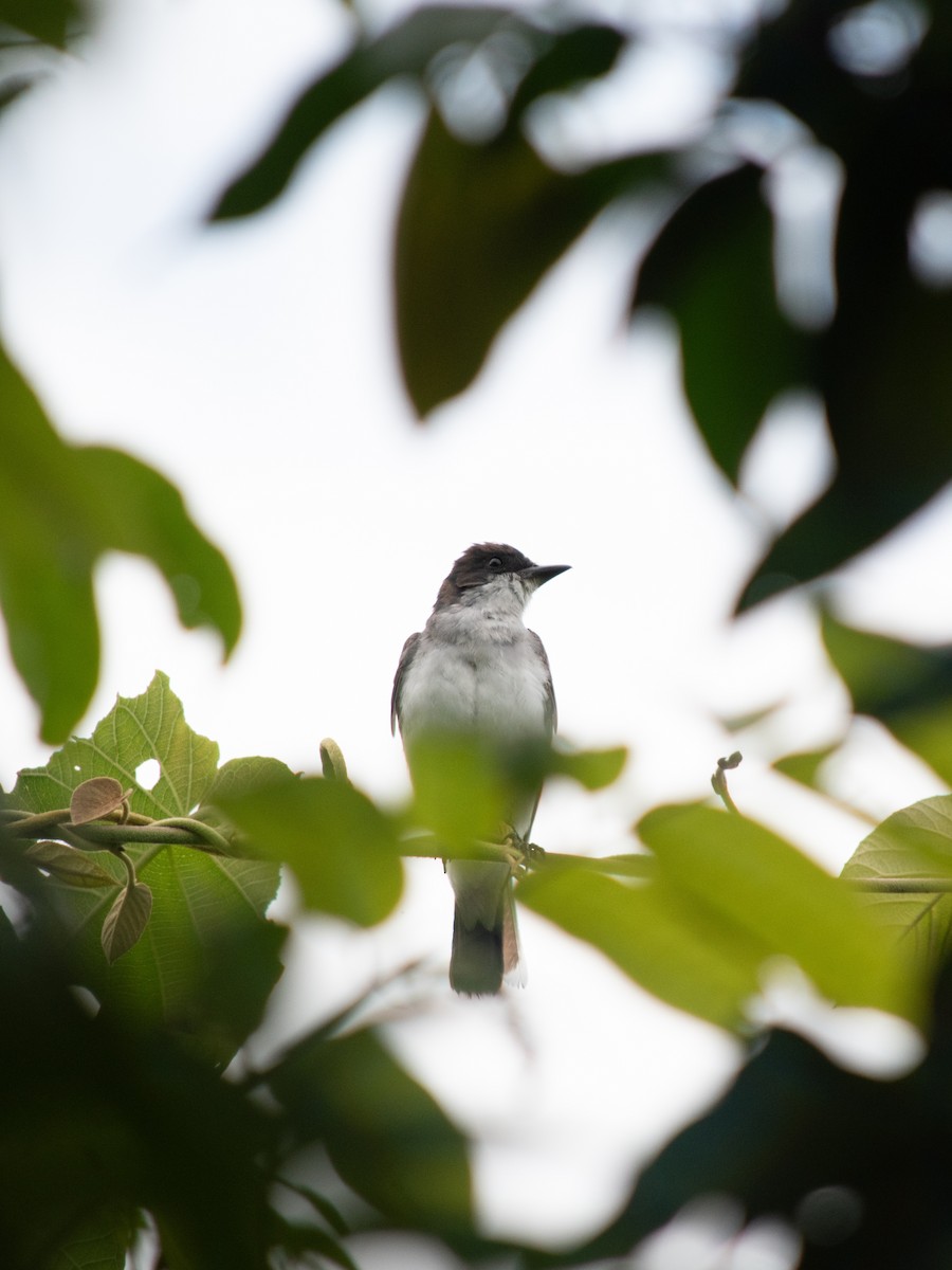 Eastern Kingbird - ML647799333