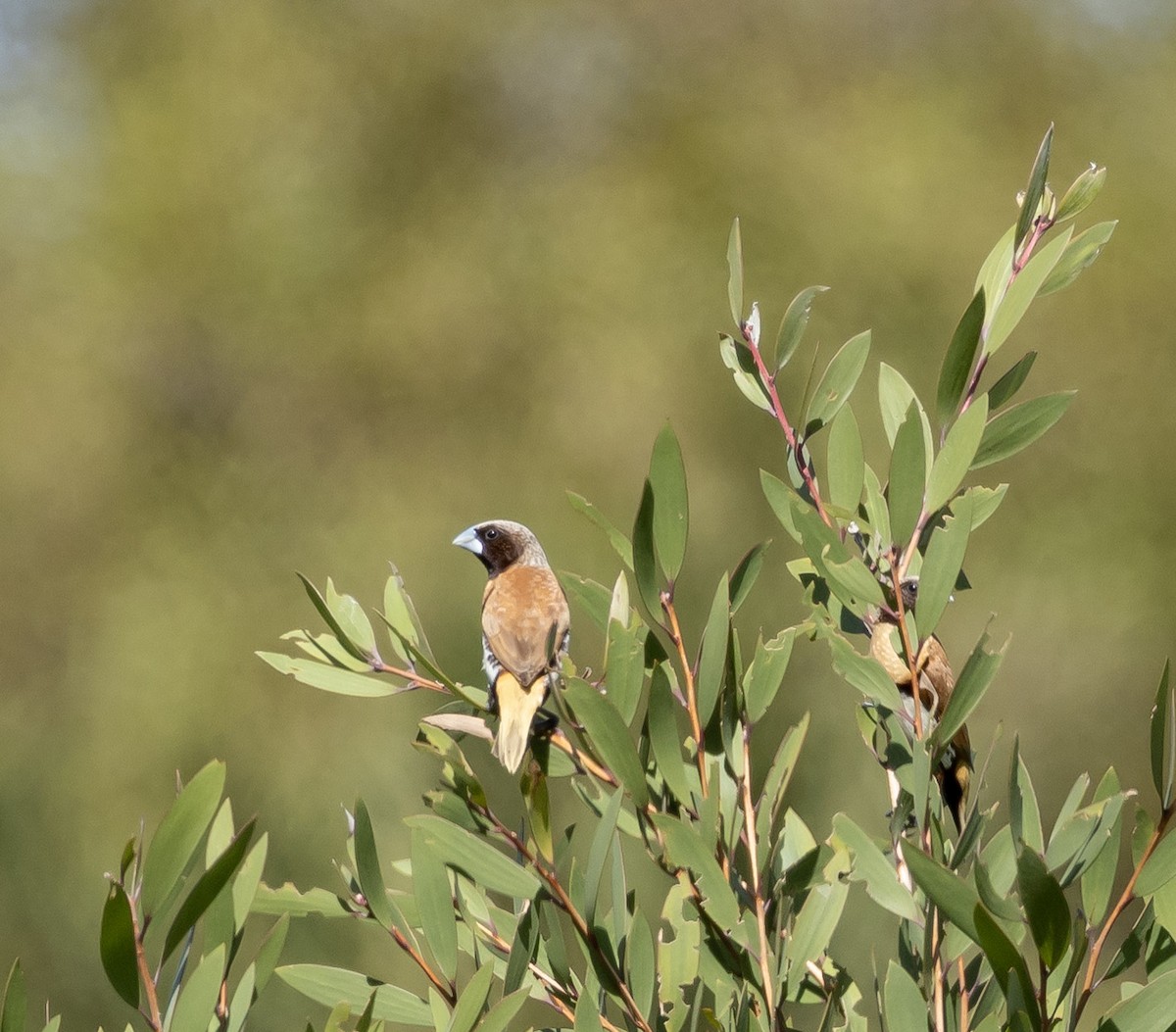 Chestnut-breasted Munia - ML647799337