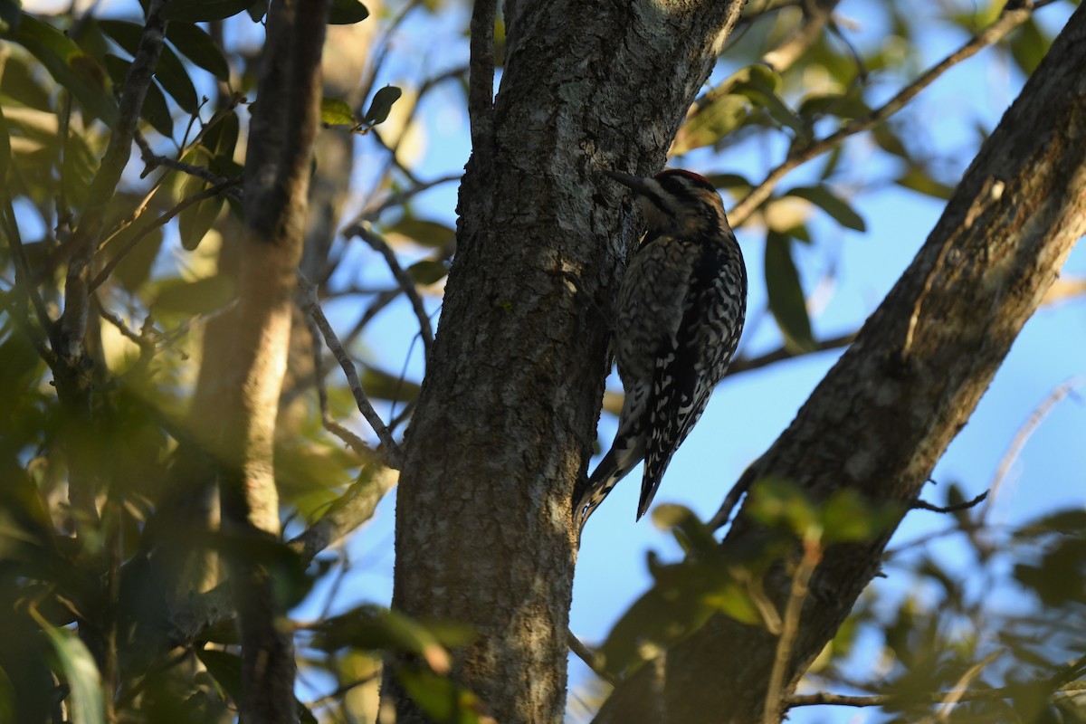 Yellow-bellied Sapsucker - ML647799338