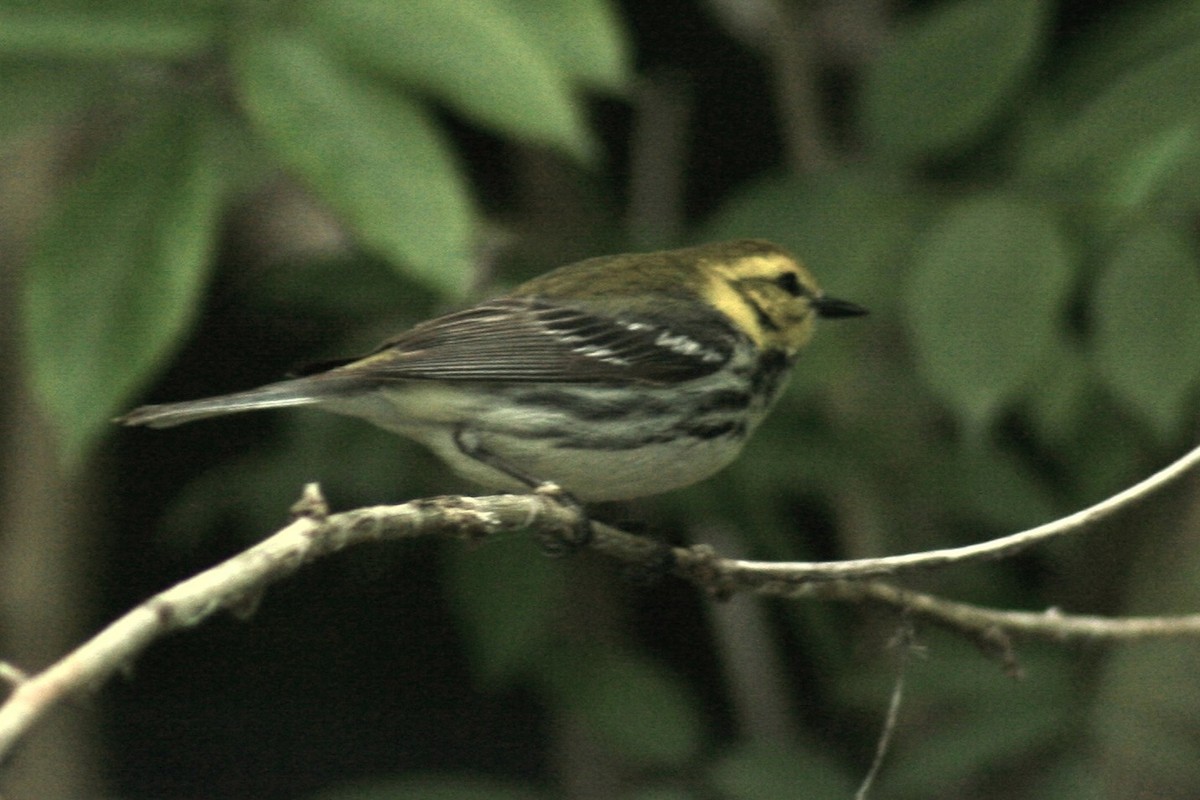 Black-throated Green Warbler - ML647799339