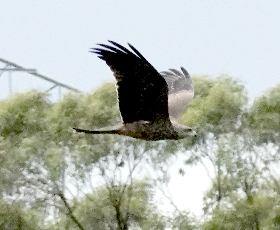 Black Kite (Black) - ML647799341