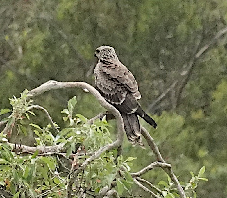 Black Kite (Black) - ML647799342