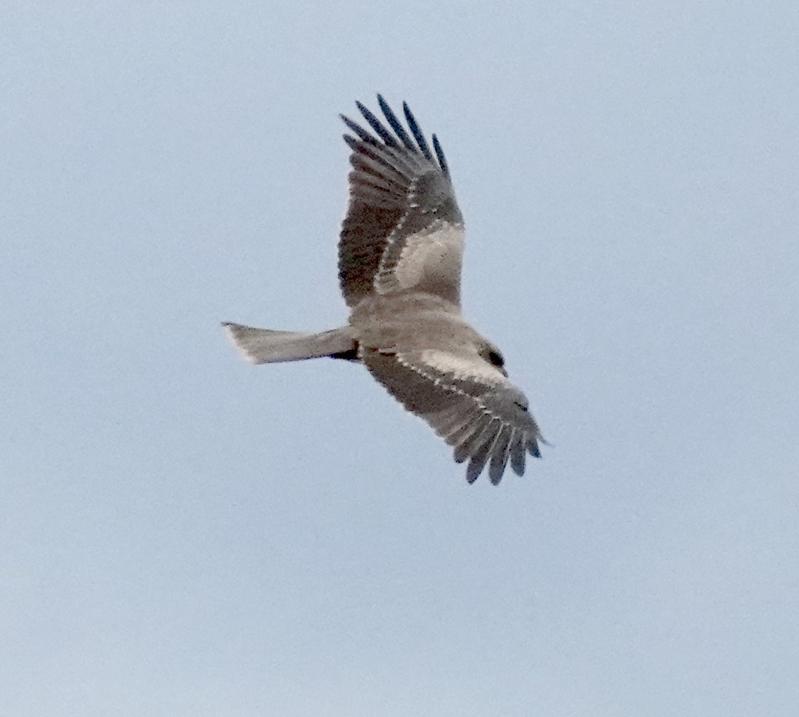 Black Kite (Black) - ML647799343