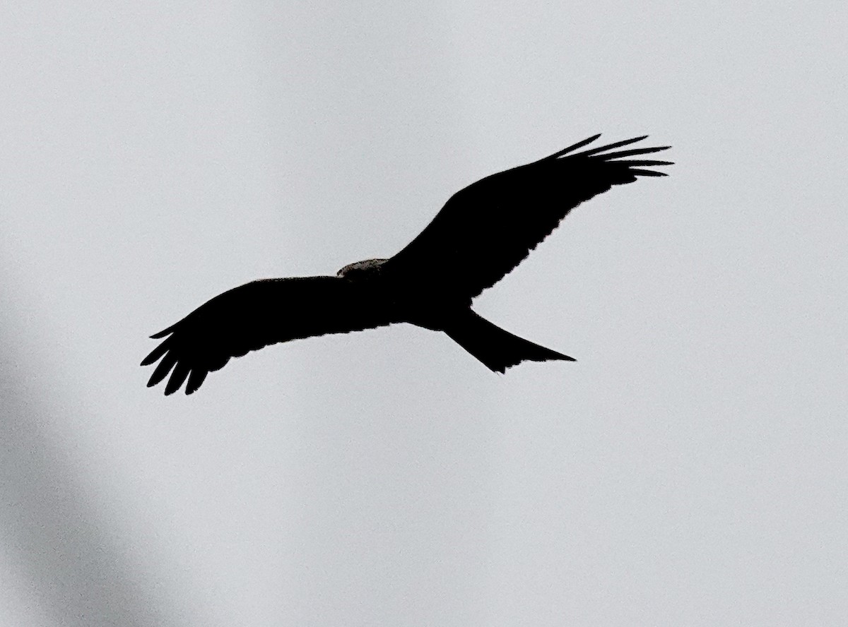 Black Kite (Black) - ML647799344