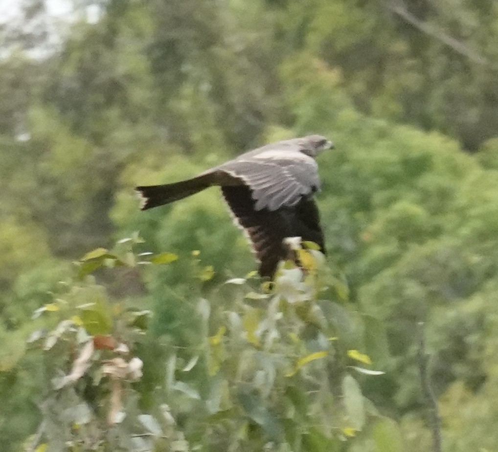 Black Kite (Black) - ML647799345