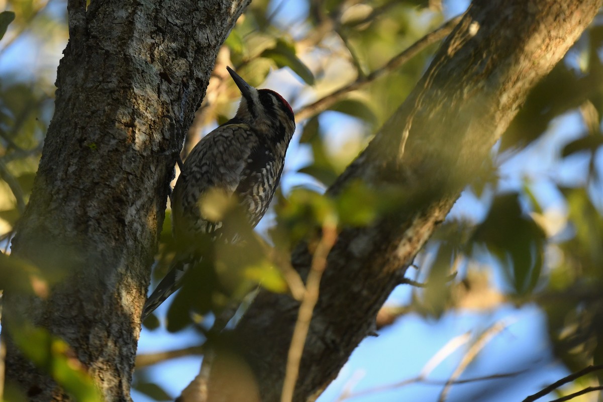 Yellow-bellied Sapsucker - ML647799346