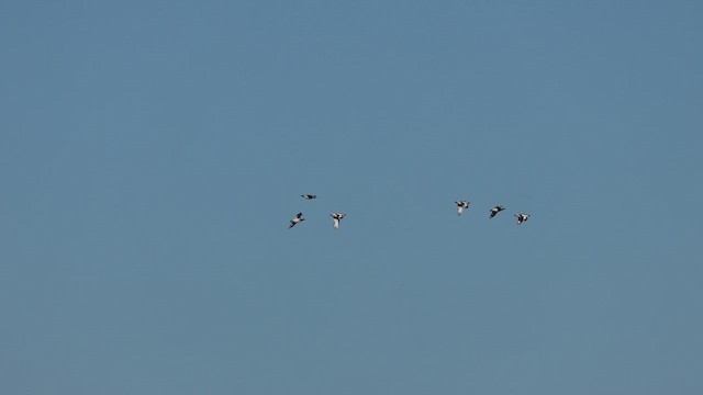 Little Bustard - ML647799363