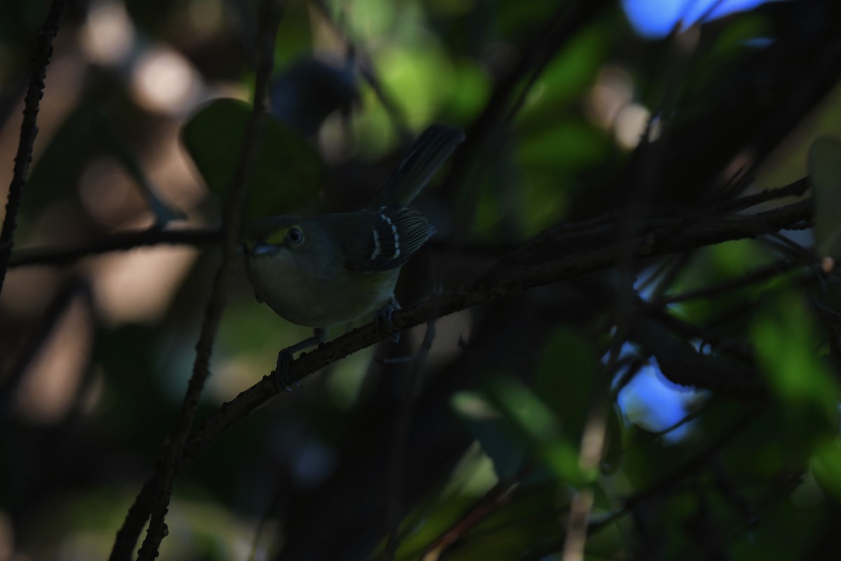 White-eyed Vireo - ML647799368