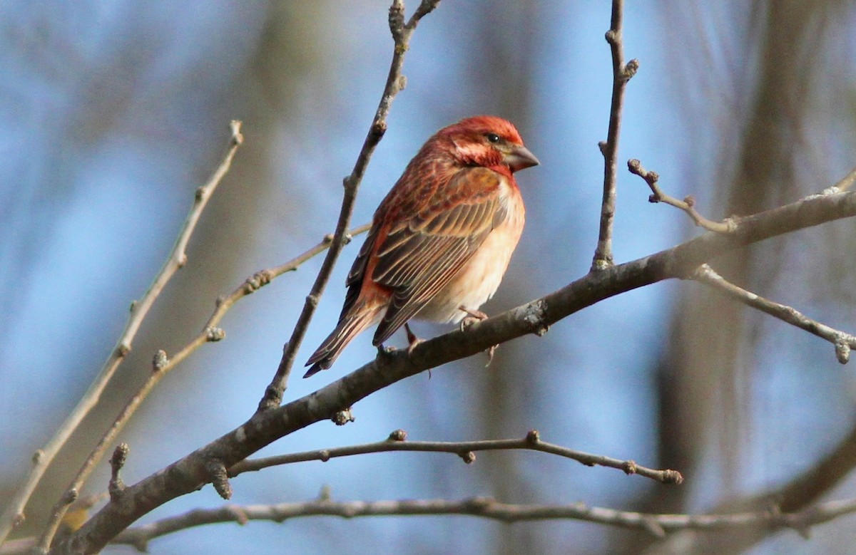 Purple Finch - ML647799388
