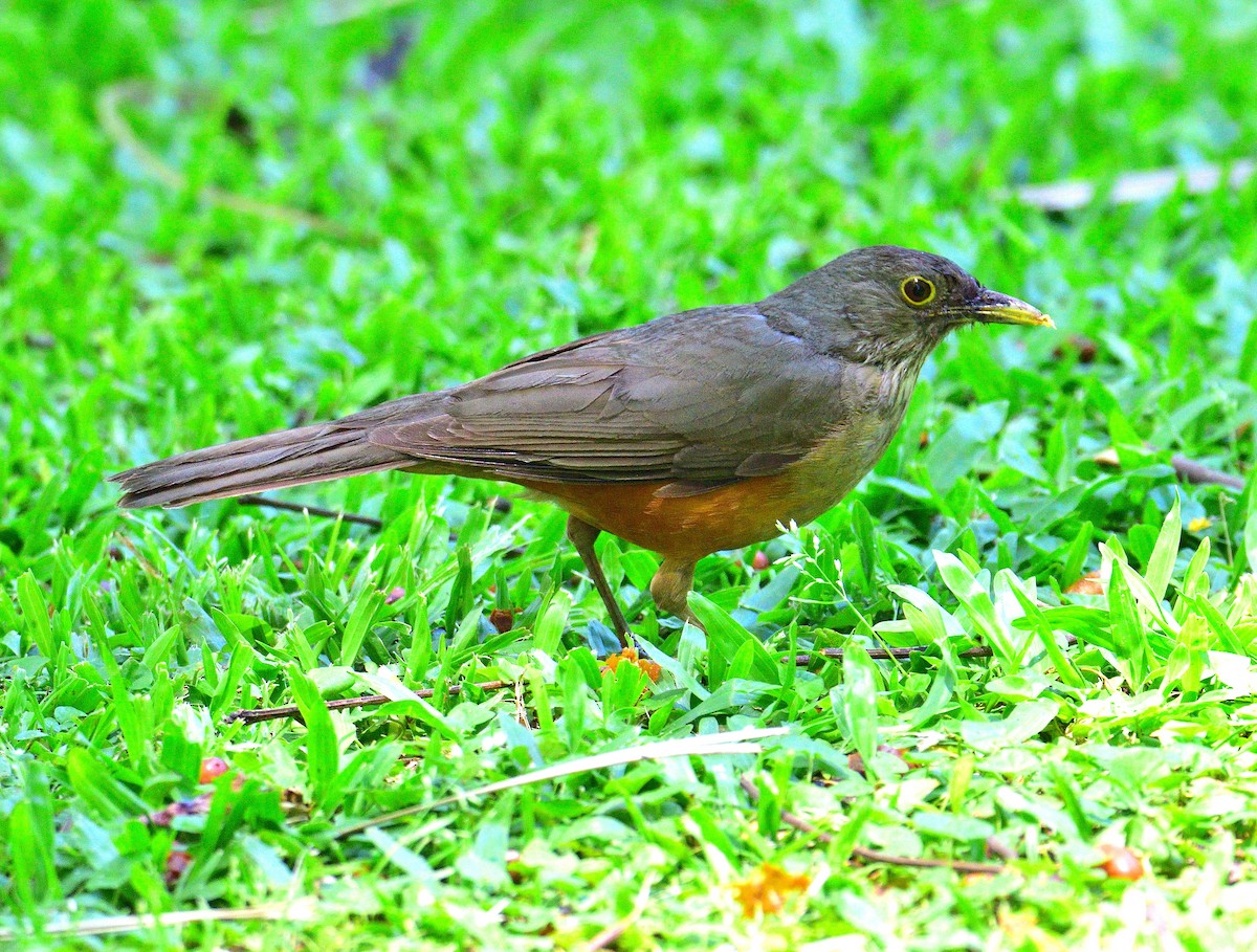 rustbuktrost - ML647799402