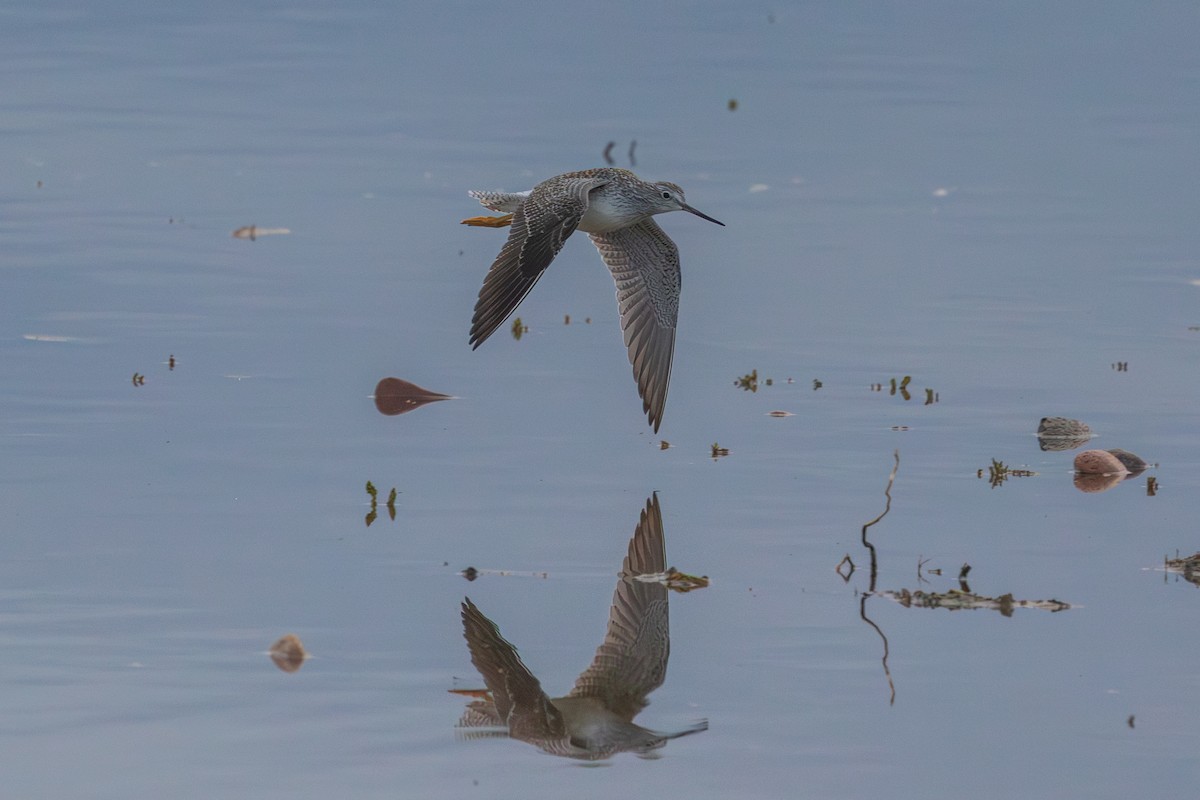 Greater Yellowlegs - ML647799410