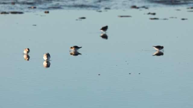 Sanderling - ML647799411