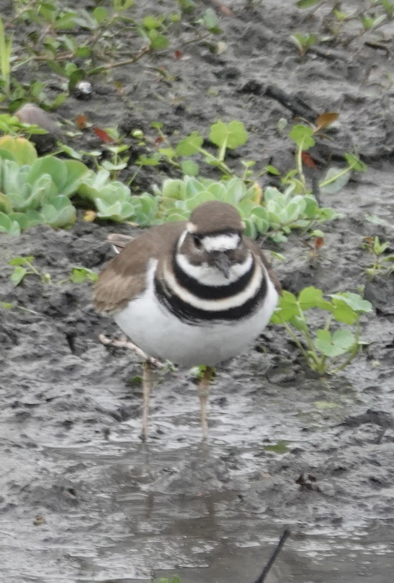 tobeltelo - ML647799417