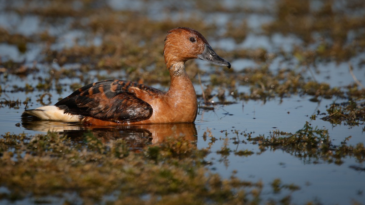 brunplystreand - ML647799418