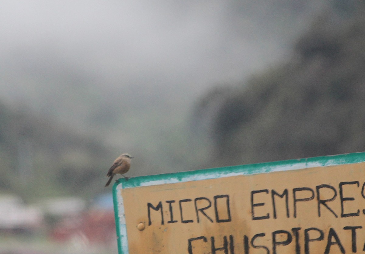 paramotyrann - ML647799420