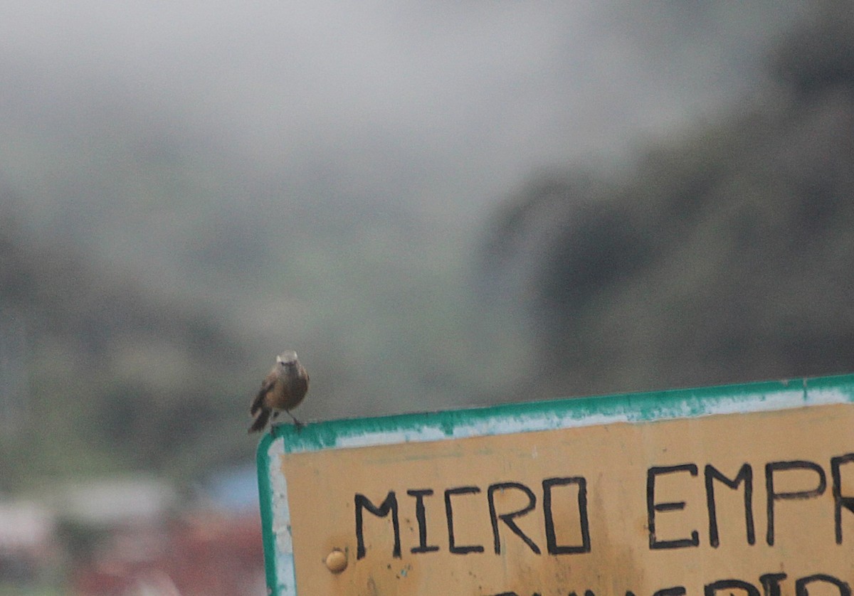 paramotyrann - ML647799421